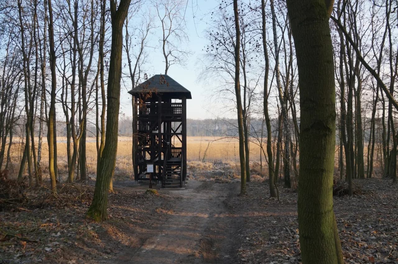 Najlepsze atrakcje w Mosinie, które musisz zobaczyć i przeżyć