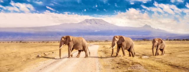 Najlepsze atrakcje Kenii, które musisz zobaczyć i przeżyć