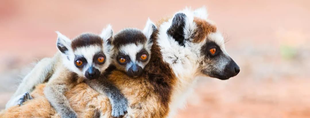 Najlepsze atrakcje w Madagaskarze, które musisz zobaczyć i przeżyć